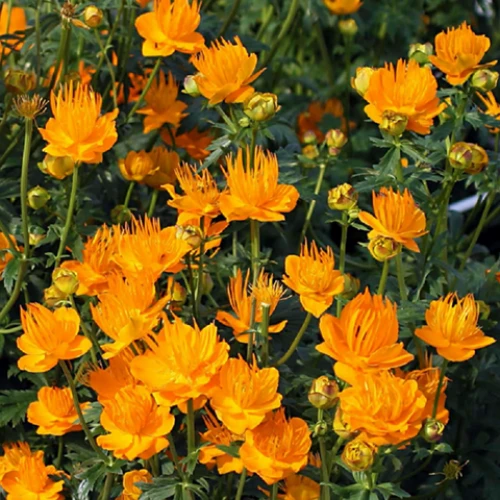 Trollius Golden Queen